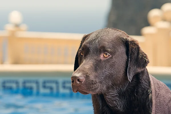 Fotos De Labrador Chocolate De Stock Labrador Chocolate Imagenes Libres De Derechos Depositphotos
