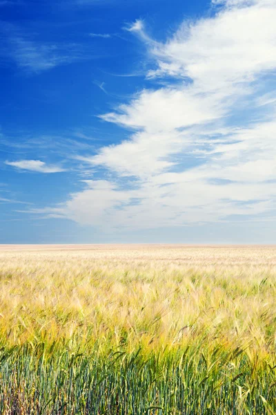 Пахотное поле под голубым небом — стоковое фото