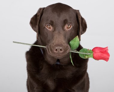 Gül desenli çikolata labrador
