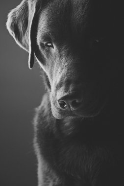 Üzgün Çikolata Labradoru