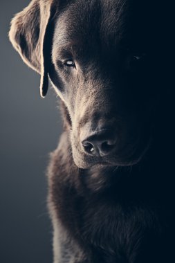 Üzgün Çikolata Labradoru