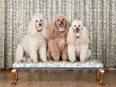 Three Miniature Poodles clipart