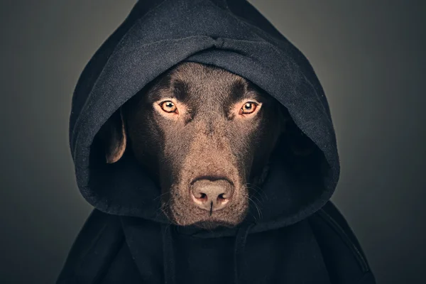 Schoko-Labrador im Kapuzenshirt — Stockfoto