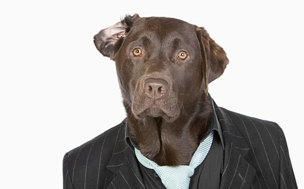 Labrador de chocolate em jaqueta Pinstripe — Fotografia de Stock