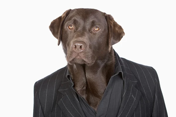 Labrador de chocolate em jaqueta Pinstripe — Fotografia de Stock