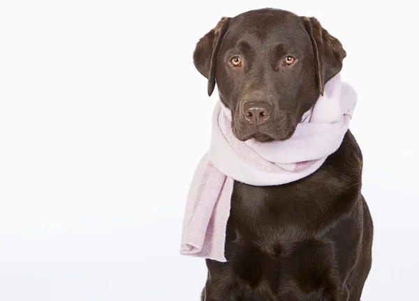 Schoko-Labrador im rosa Schal — Stockfoto