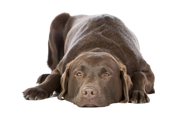 Čokoládový Labrador ležící — Stock fotografie
