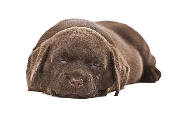 Chocolate labrador cachorro dormido —  Fotos de Stock