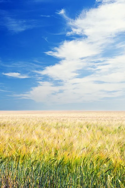 Пахотное поле под голубым небом — стоковое фото