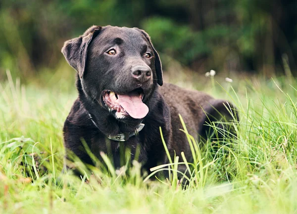 Chocolate Labrador Deitado — Fotografia de Stock
