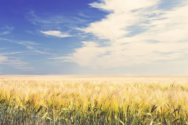 Arable Field under Blue Sky — Stock Photo, Image