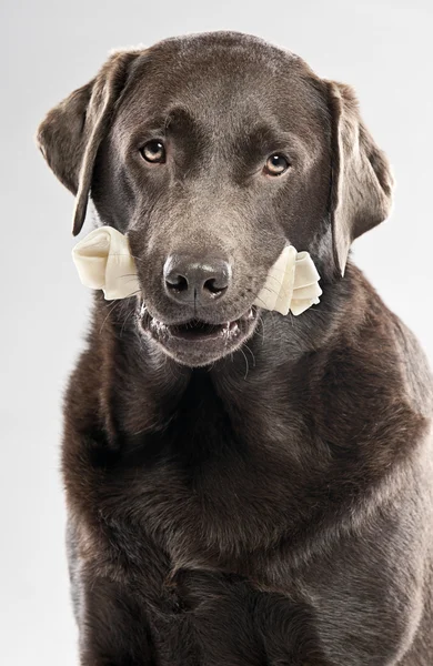 Chocolade labrador met rawhide bot — Stockfoto