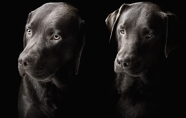 Dois belos labradores de chocolate — Fotografia de Stock