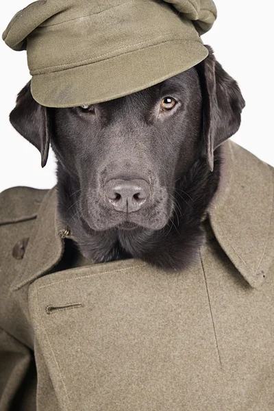 Labrador em uniforme do exército — Fotografia de Stock