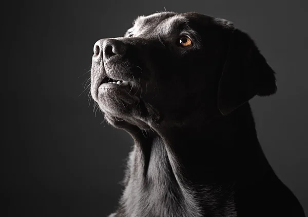 在黑暗的黑色拉布拉多犬 — 图库照片