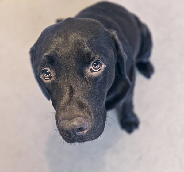 Labrador de chocolate bonito — Fotografia de Stock