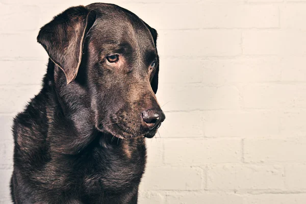 Csokoládé Labrador profil — Stock Fotó