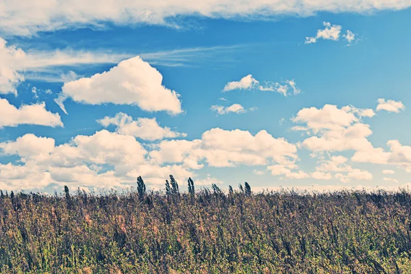 Campo com Céu Azul e Nuvem — Fotografia de Stock