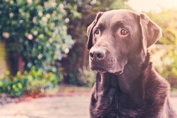 Labrador de chocolate no jardim — Fotografia de Stock