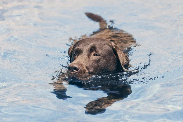 Chocolade Labrador zwemmen Rechtenvrije Stockfoto's