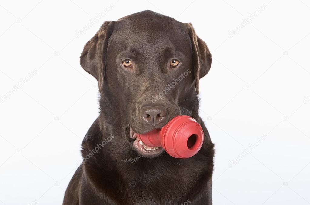 Handsome Chocolate Labrador with Toy