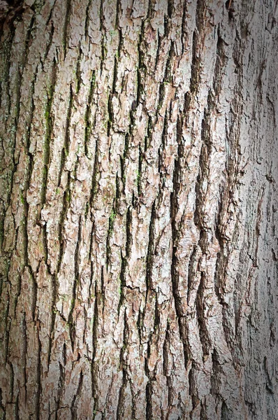 Corteza de árbol fondo — Foto de Stock