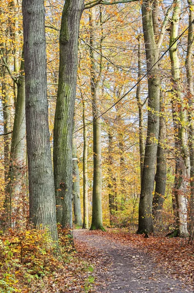 Woodland Walkway path — Stock Photo, Image