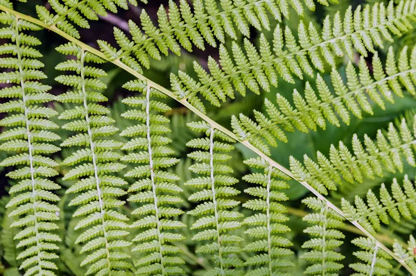 Fern löv bakgrund — Stockfoto