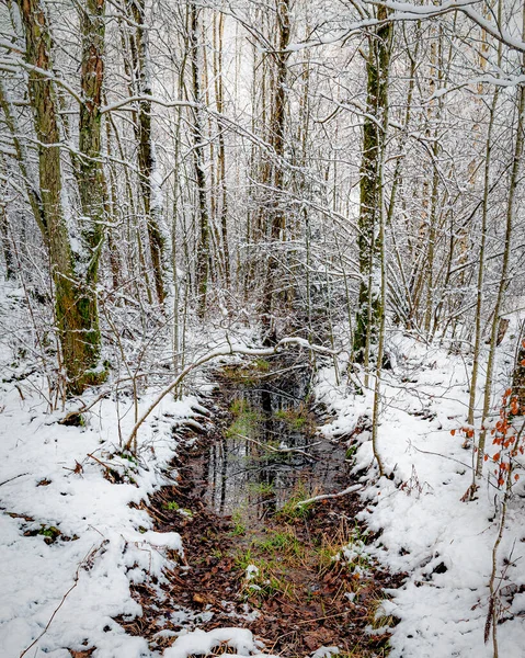 Een Koude Winter Uitzicht Een Bosgebied Weerspiegeld Een Plas — Stockfoto