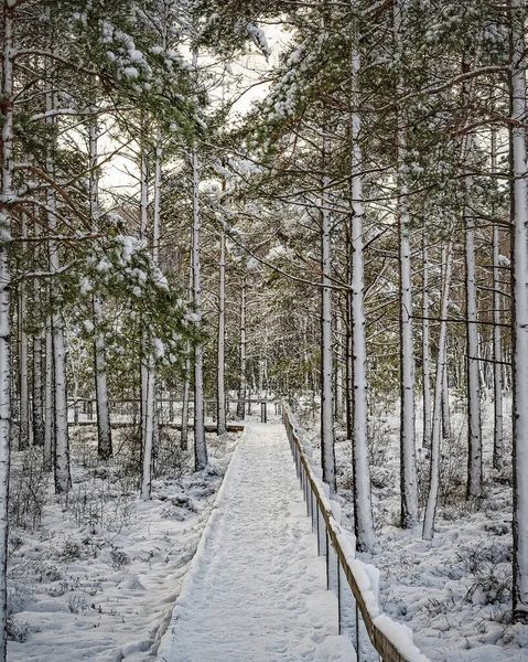 Een Koude Winter Uitzicht Een Bosgebied Met Een Houten Loopbrug — Stockfoto