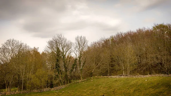 Grevie Backar Een Natuurreservaat Zweedse Regio Skane — Stockfoto