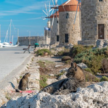 Rhodes şehir limanındaki yel değirmenlerindeki dost canlısı sokak kedilerinden ikisi.