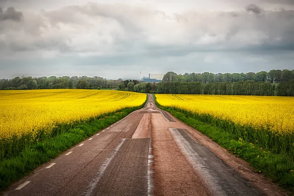 Campo Colza Floresce Região Skane Suécia — Fotografia de Stock