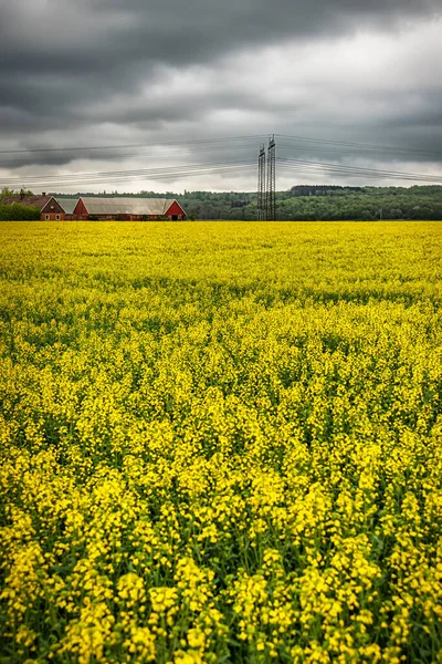 Ein Rapsfeld Voller Blüte Der Region Skane Schweden — Stockfoto