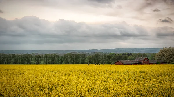 Ein Rapsfeld Voller Blüte Der Region Skane Schweden — Stockfoto