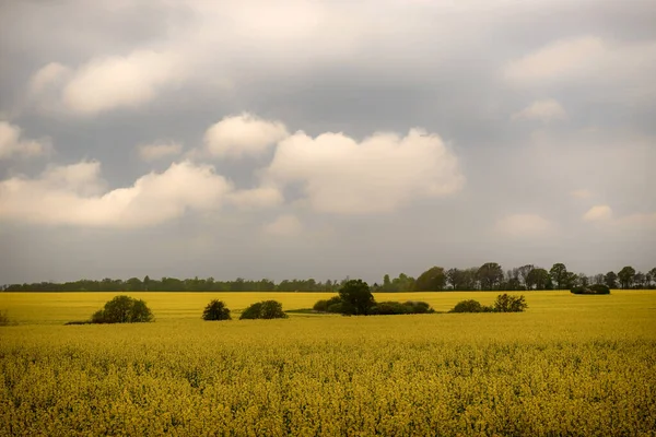 Ein Rapsfeld Voller Blüte Der Region Skane Schweden — Stockfoto