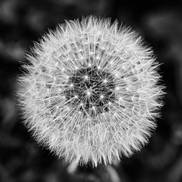 A Black and white edit of a white dandelion flower seed head as seen from above.and close up.
