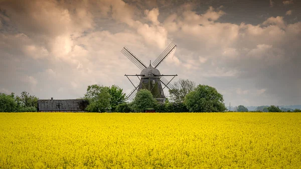 Větrný Mlýn Výhledem Řepkové Pole Plném Květu Oblasti Skane Švédsku — Stock fotografie