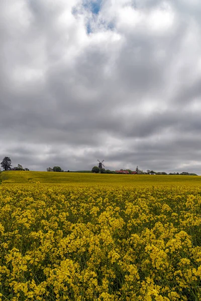Ein Rapsfeld Voller Blüte Bei Bracke Der Region Skane Schweden — Stockfoto