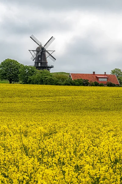 Plný Květ Řepkového Pole Oblasti Skane Švédsku — Stock fotografie