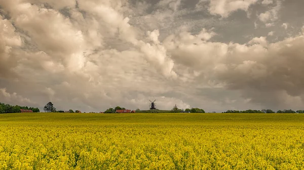Eine Windmühle Mit Blick Auf Ein Blühendes Rapsfeld Der Schwedischen — Stockfoto