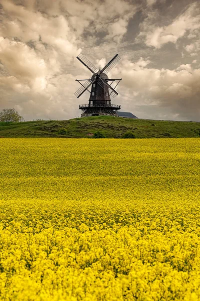 Eine Windmühle Mit Blick Auf Ein Blühendes Rapsfeld Der Schwedischen — Stockfoto