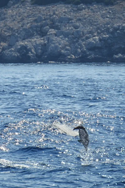 Ένας Λοβός Δελφινιών Στο Αιγαίο Πέλαγος Μεταξύ Των Ελληνικών Νησιών — Φωτογραφία Αρχείου