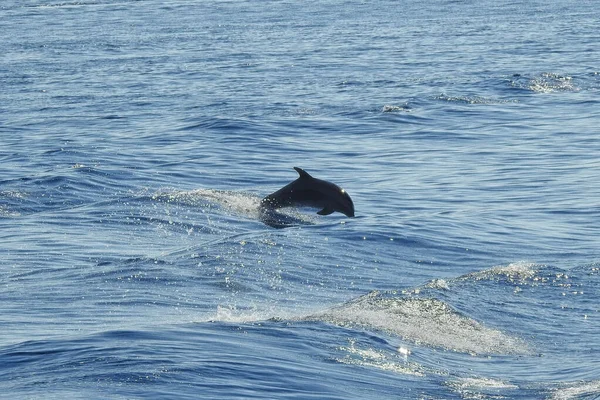 Ένας Λοβός Δελφινιών Στο Αιγαίο Πέλαγος Μεταξύ Των Ελληνικών Νησιών — Φωτογραφία Αρχείου