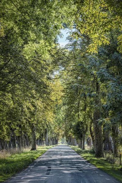 Una Tipica Strada Campagna Alberata Nel Sud Della Svezia — Foto Stock