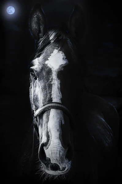 Cavalo olhando sinistro — Fotografia de Stock