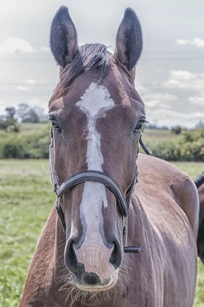 Horse Staring — Stock Photo, Image