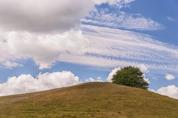 En tree hill — Stockfoto