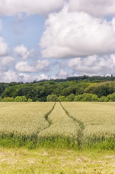 Tracce del campo di grano e del trattore — Foto Stock