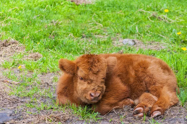 Highland Cow Calf Resting — Stockfoto